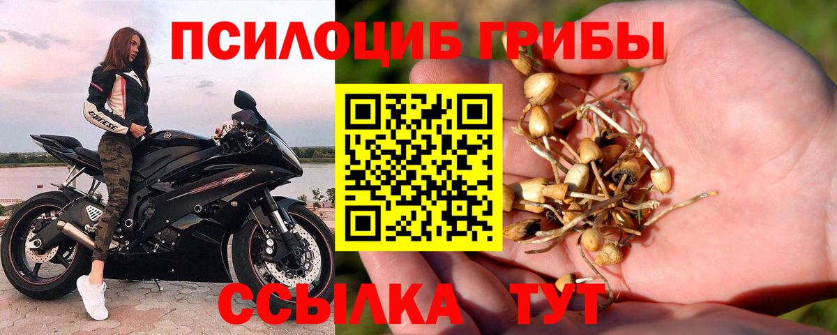 Электрогорск  Псилоцибиновые грибы Psilocybe  Вход с VPN  Галлюциногенные грибы мицелий 