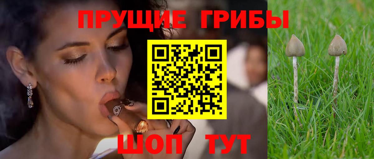 Галлюциногенные грибы Psilocybe Электрогорск